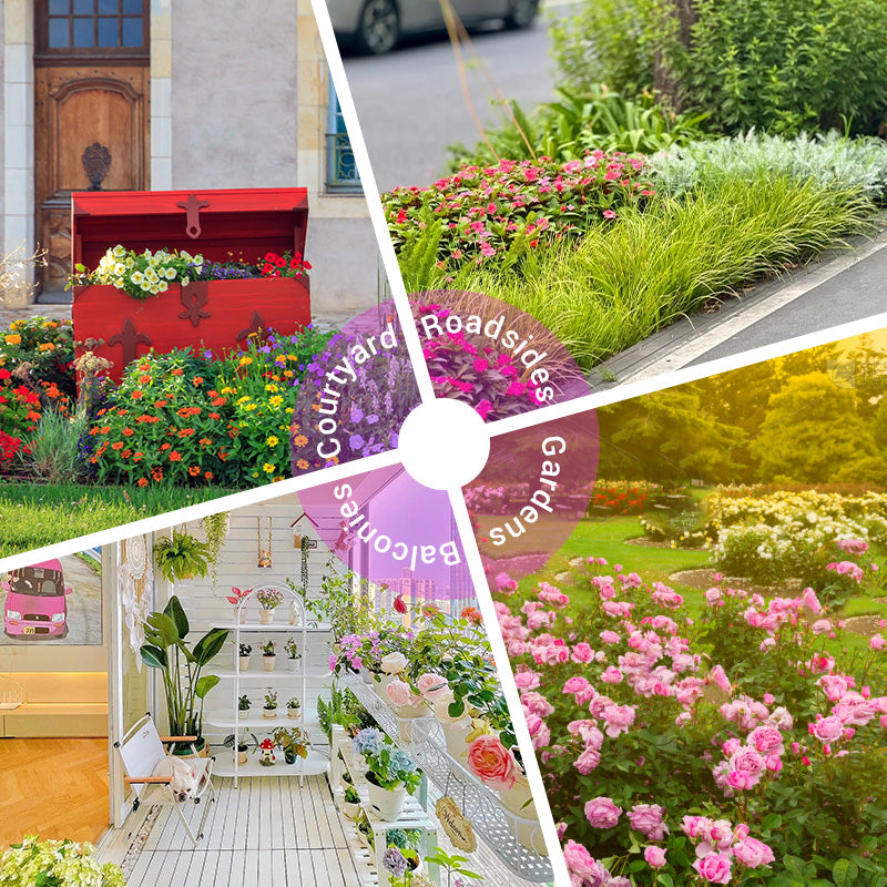 Mélange de Graines de Fleurs Sauvages Colorées pour Toutes les Saisons