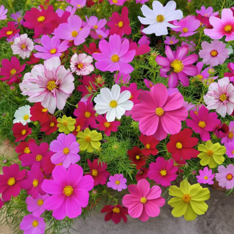 Mélange de Graines de Fleurs Sauvages Colorées pour Toutes les Saisons