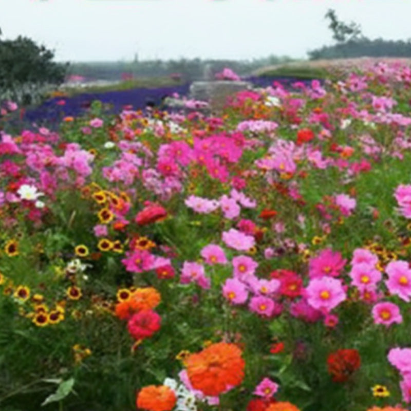 Mélange de Graines de Fleurs Sauvages Colorées pour Toutes les Saisons