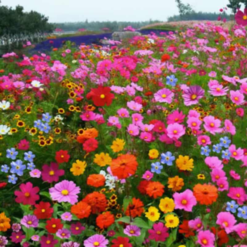 Mélange de Graines de Fleurs Sauvages Colorées pour Toutes les Saisons