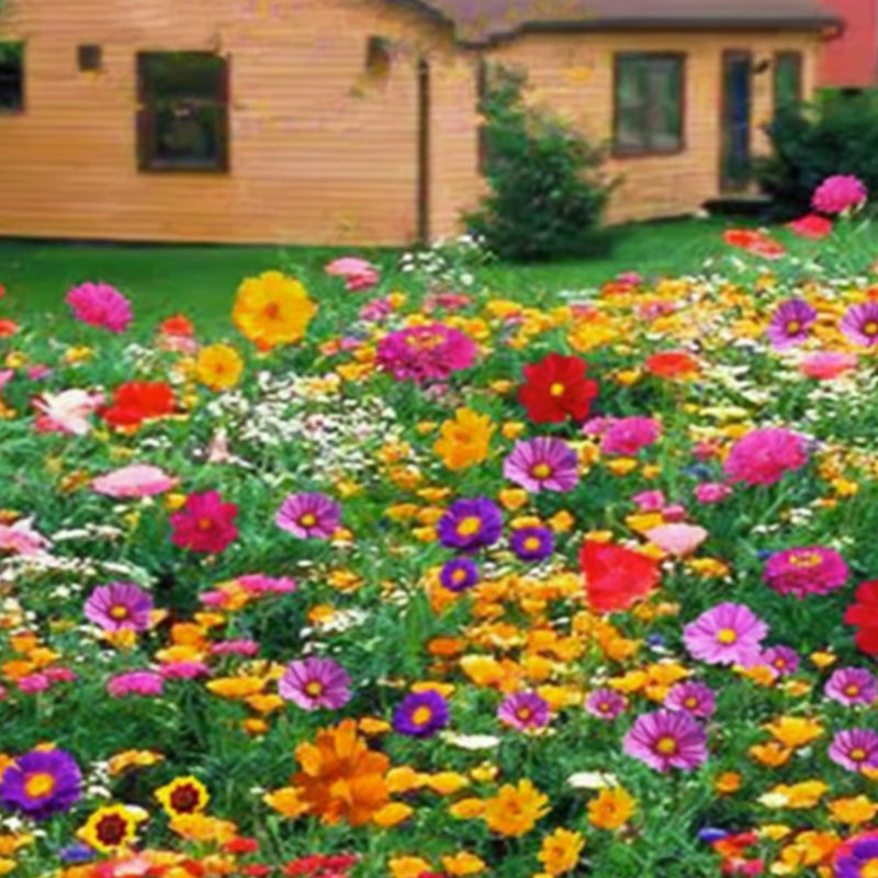 Mélange de Graines de Fleurs Sauvages Colorées pour Toutes les Saisons