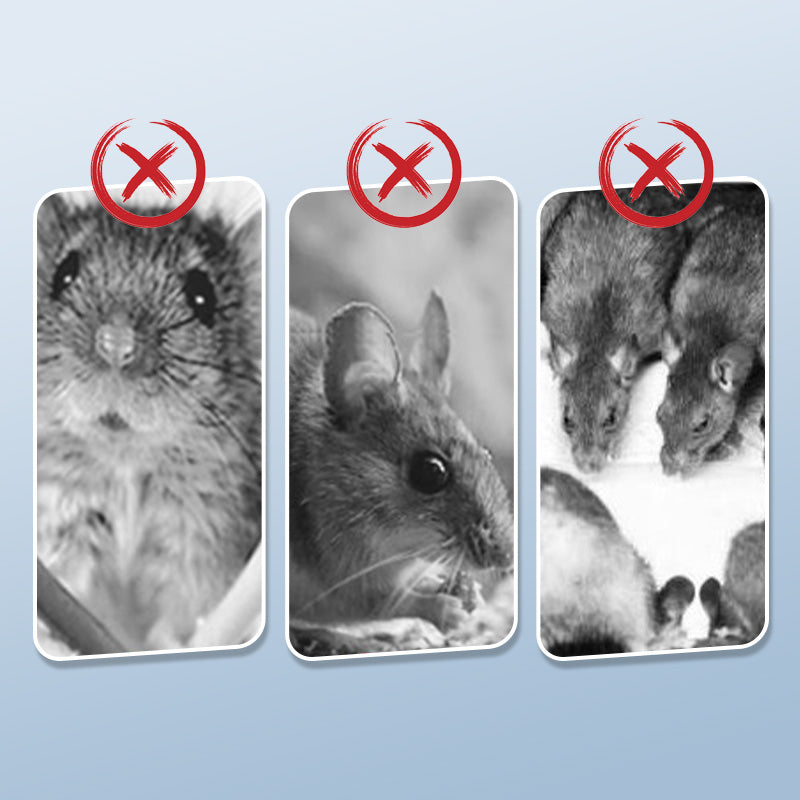 Piège à Rats Réutilisable avec Déclencheur Haute Sensibilité