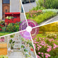 Mélange de Graines de Fleurs Sauvages Colorées pour Toutes les Saisons
