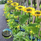 🌻50 % DE RÉDUCTION ! ☀️ Lampes solaires tournesol étanches – Pétales réalistes, indice de protection IP65 et allumage automatique 8 à 12 h ☀️🌻