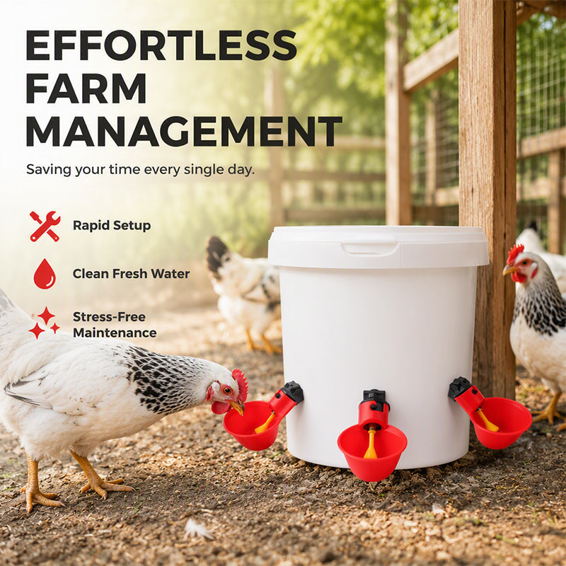 Abreuvoirs automatiques à gravité pour poulets