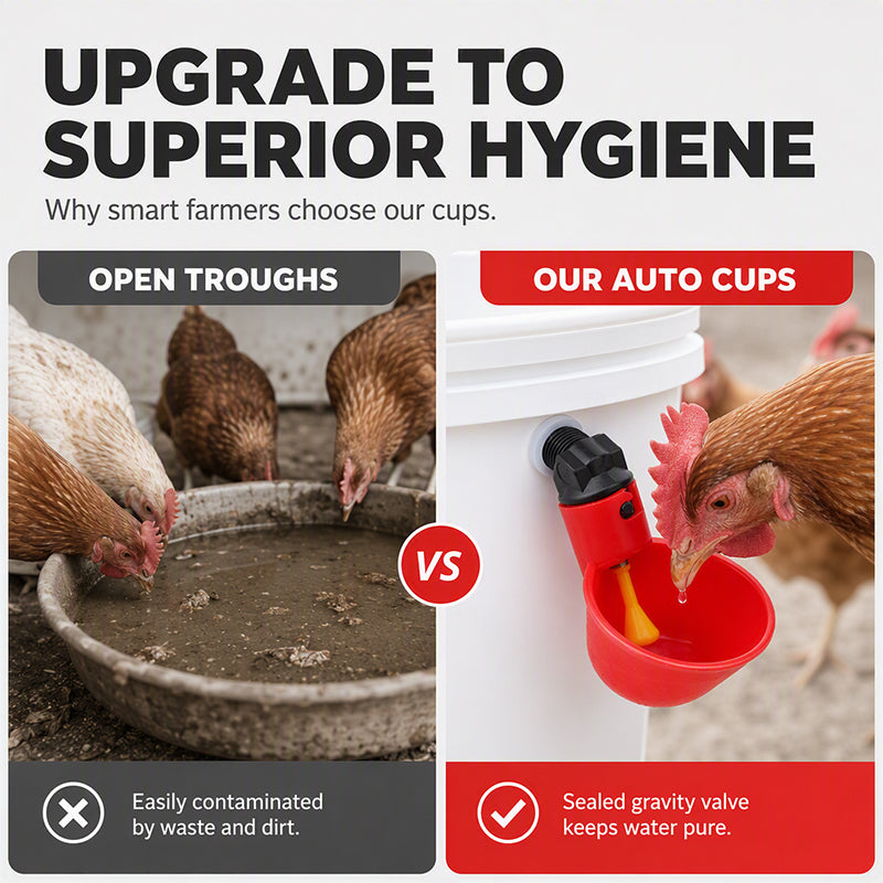 Abreuvoirs automatiques à gravité pour poulets